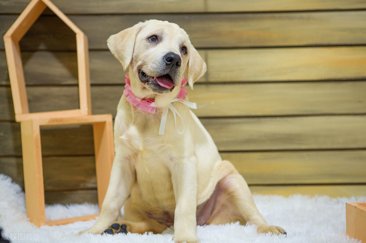 拉布拉多忽然腿瘸,多半是这几个原因,主人请做好笔记