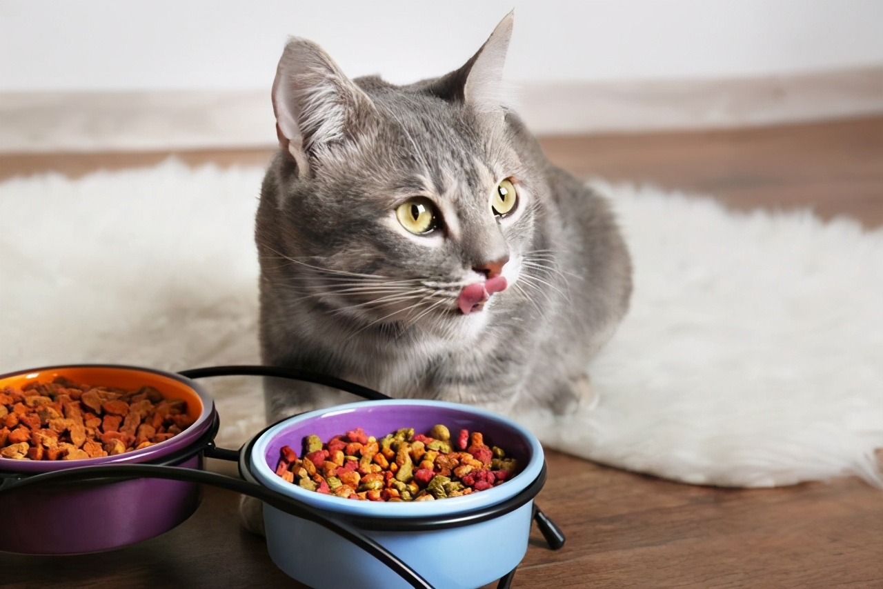 猫咪黑下巴吃什么猫粮合适