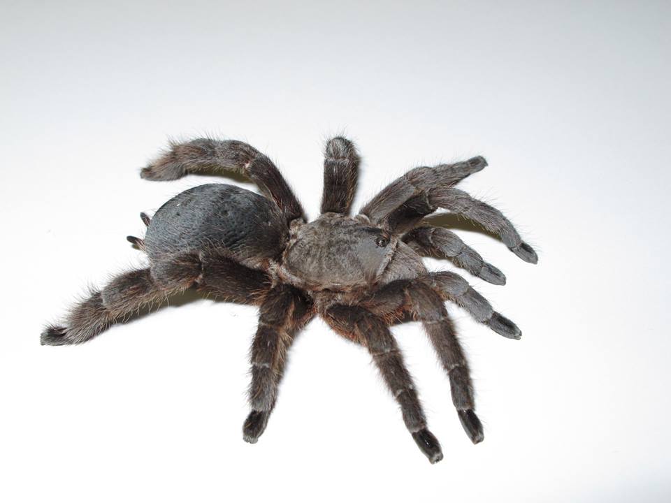 cotztetlana 墨西哥粗腿家族