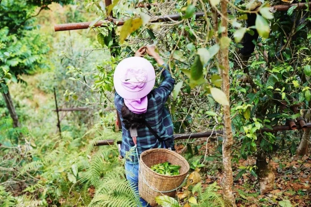 殿堂级稀缺山头昔归薄荷塘到底藏有多少你不知道的秘密
