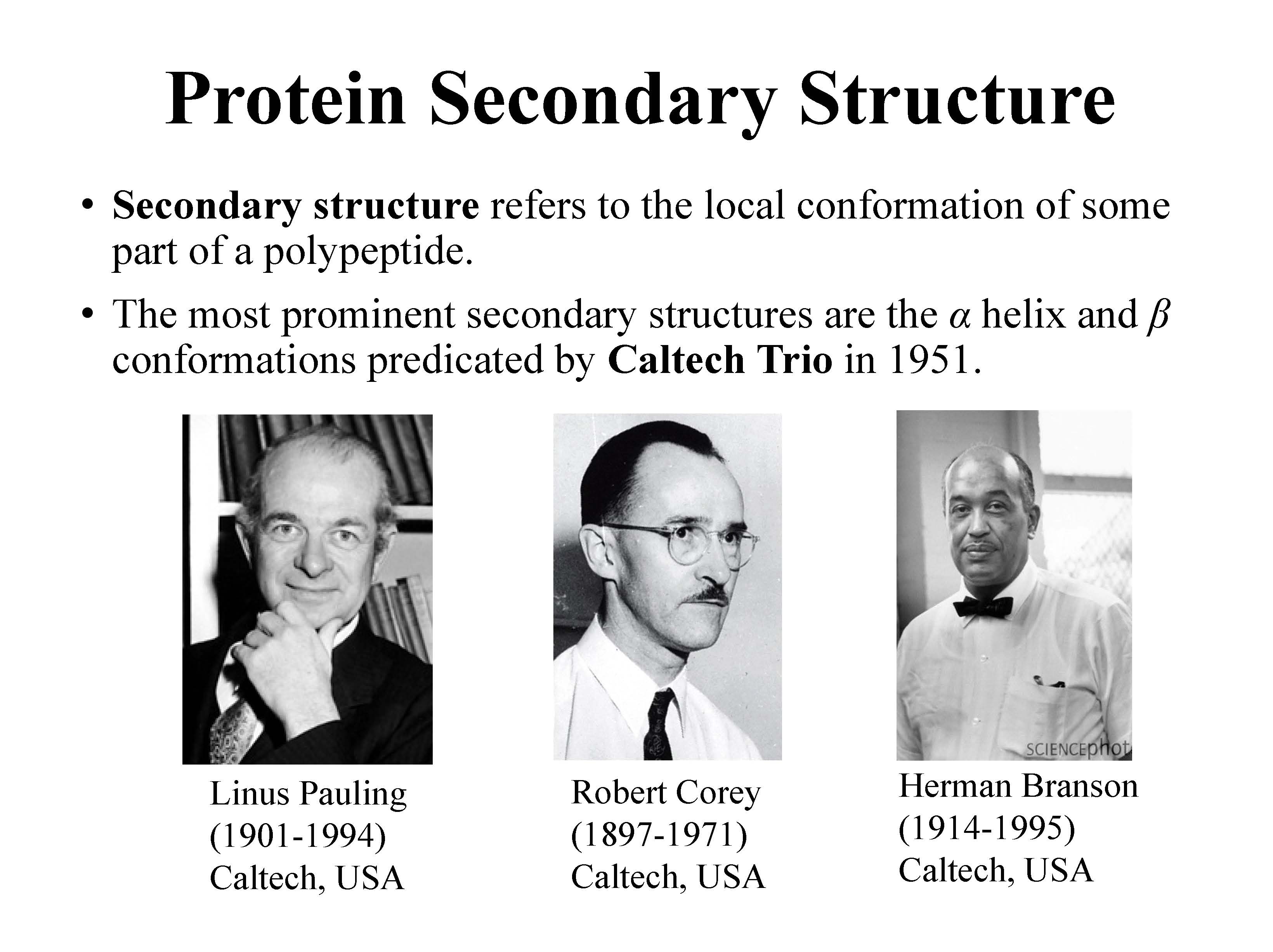 CHAPTER 4 THE THREE DIMENSIONAL STRUCTURE OF PROTEINS 