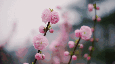 濛濛杂花垂菀菀黄柳丝日长蝴蝶飞青梅如豆柳如眉风和闻马嘶南园春半
