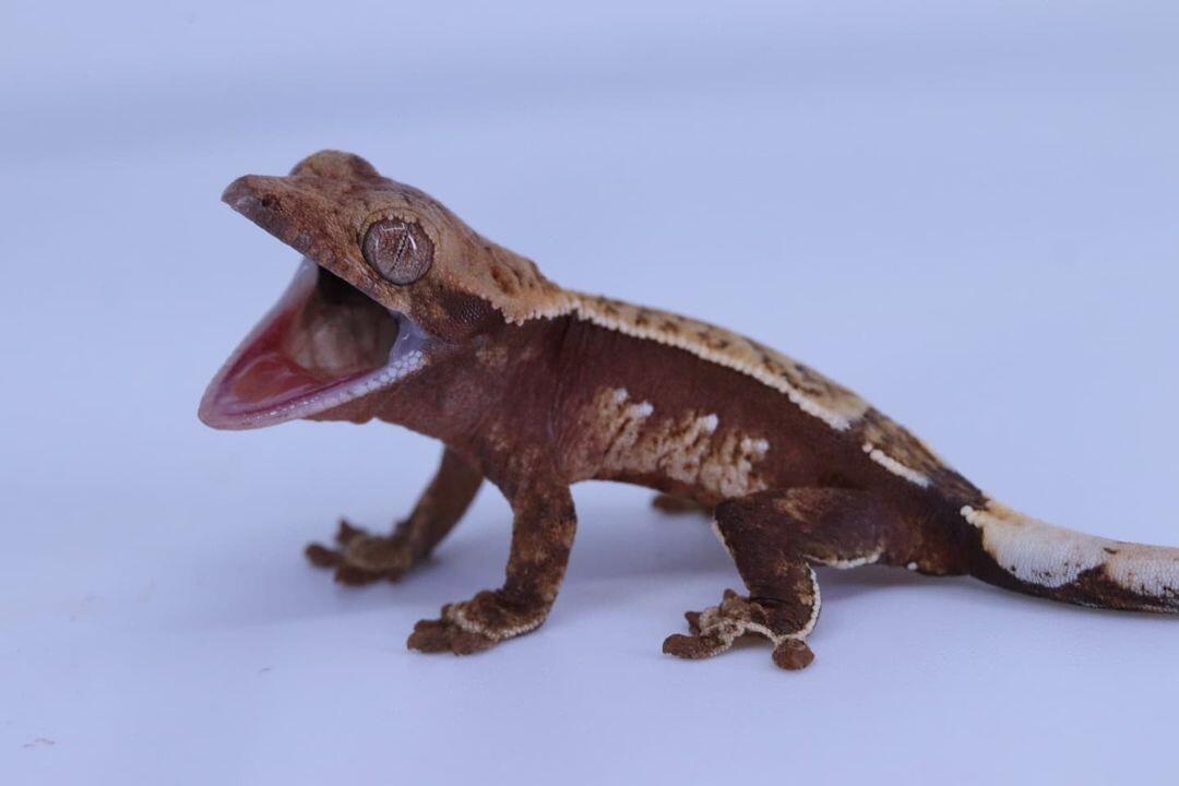  【睫毛精】纤毛多趾虎属Correlophus-睫角守宫物种简述&饲养繁殖问题全解 - 哔哩哔哩 Motiv 