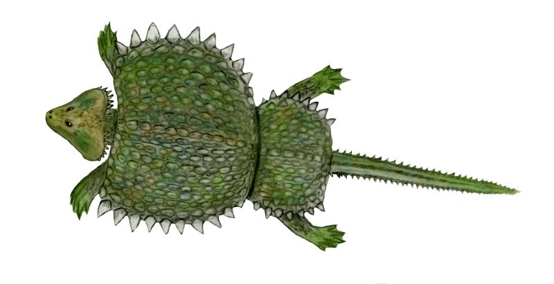 豆齿龙,最显著的特点是壳边长有锥形凸起,可谓把防御做到了极致.