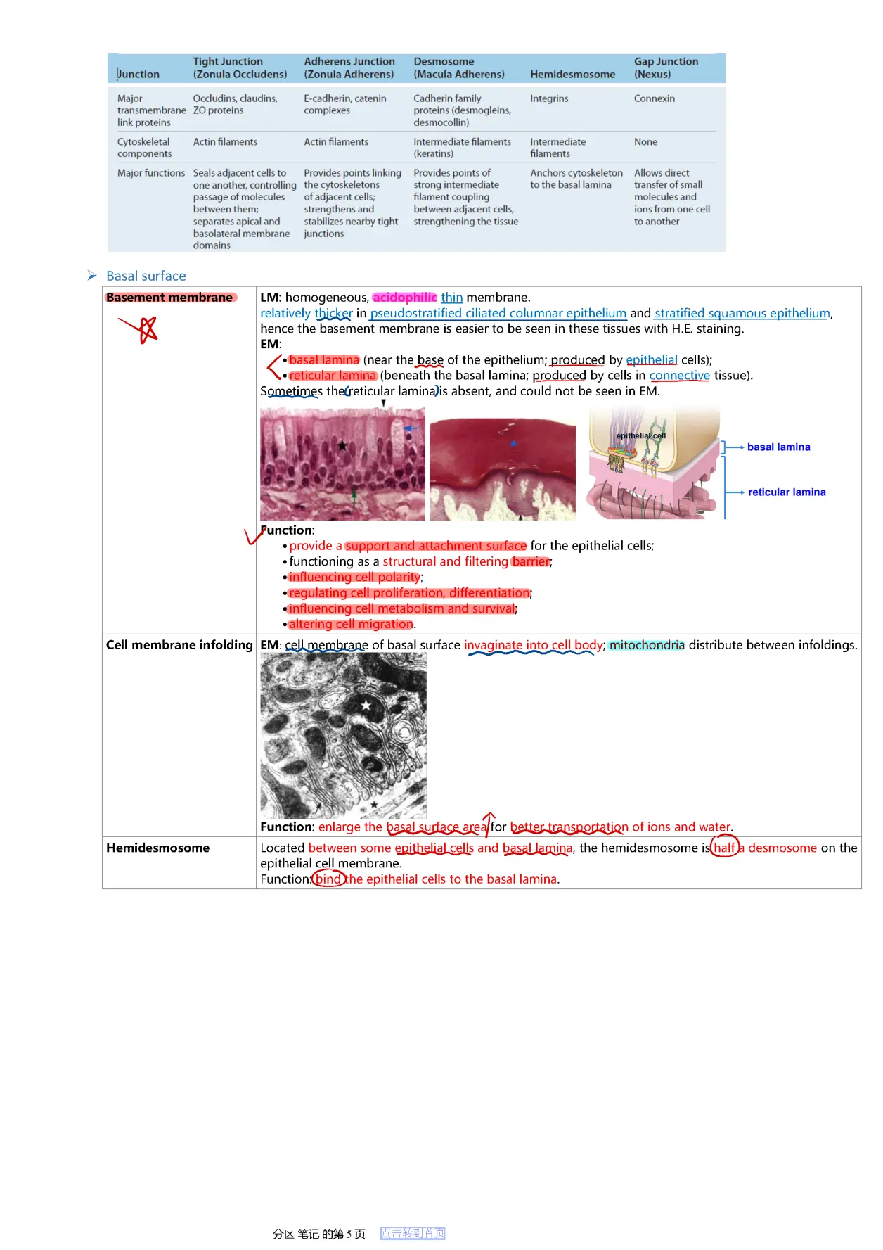 epithelial tissue图片