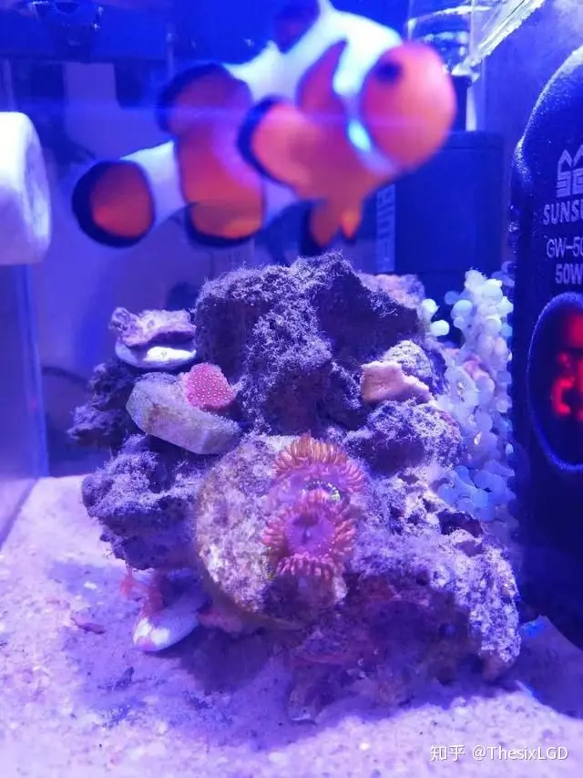 手把手教怎么已最简单的方法养好小丑鱼 哔哩哔哩