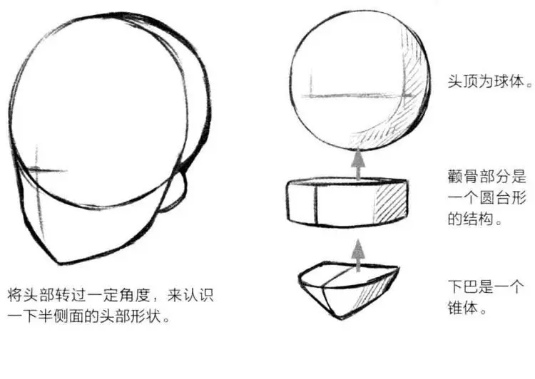 零基础漫画入门 2 头部的立体认识 哔哩哔哩