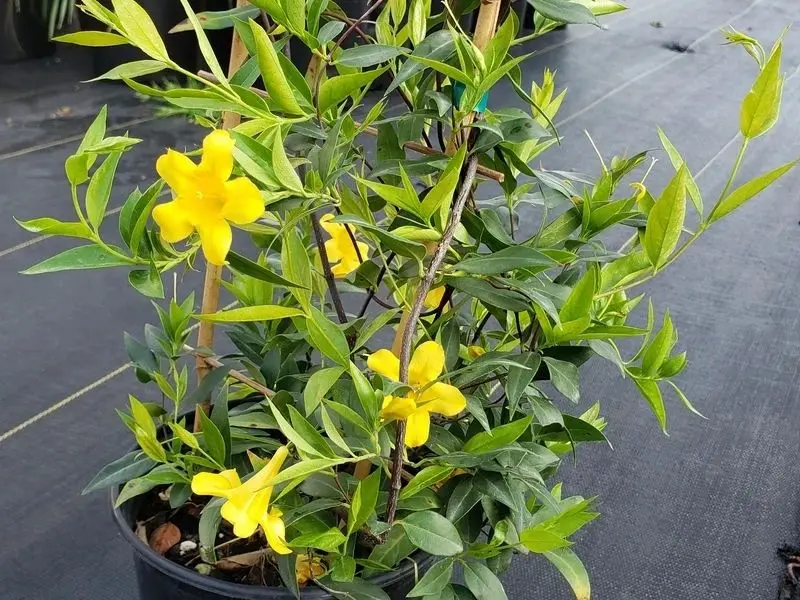 美丽清香的法国香水花 和断肠草是 亲戚 诱人或致命的植物 哔哩哔哩