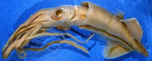 其它生物 新鞘类 Neocoleoidea 现存物种属级及以上分类及译名 含参考图 上 哔哩哔哩