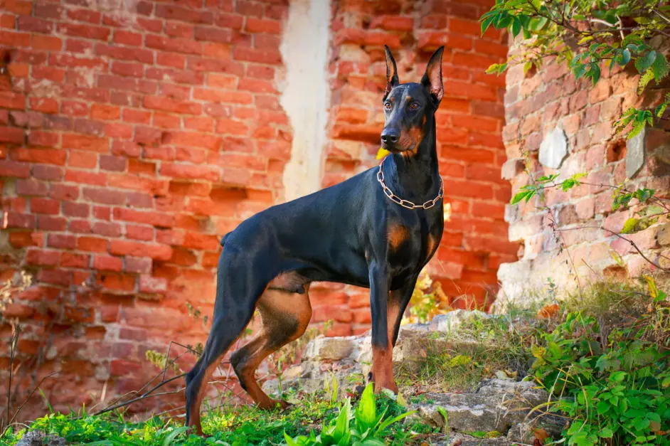 有一种犬 必须要经过人为的剪尾和断耳 你知道是什么品种吗 哔哩哔哩