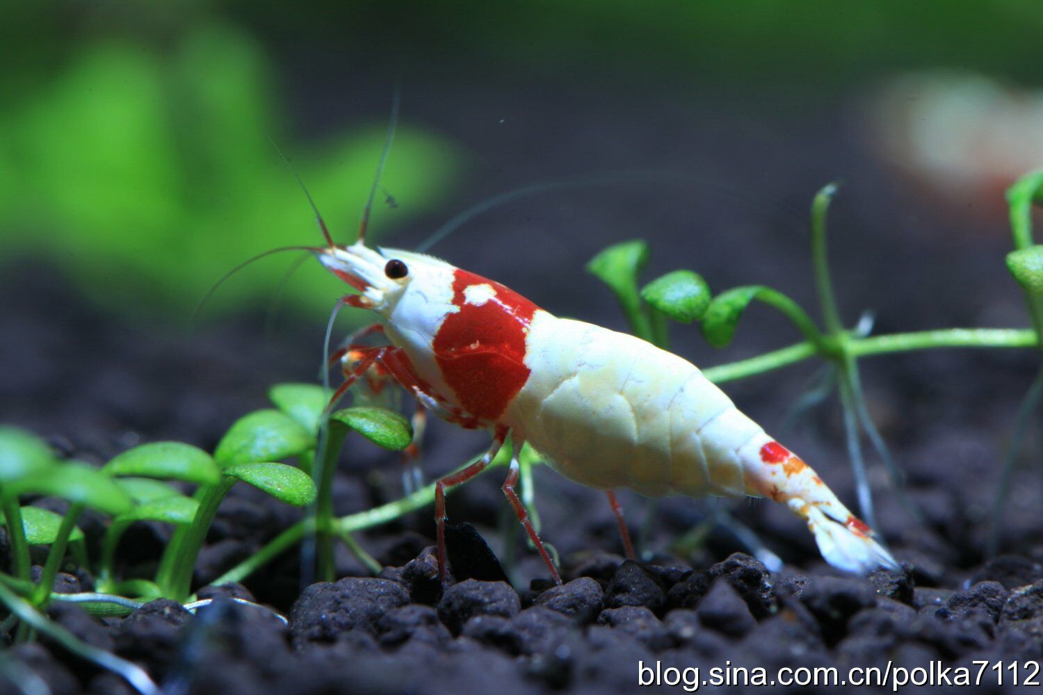 红白水晶虾等级的品鉴----花纹篇[干】