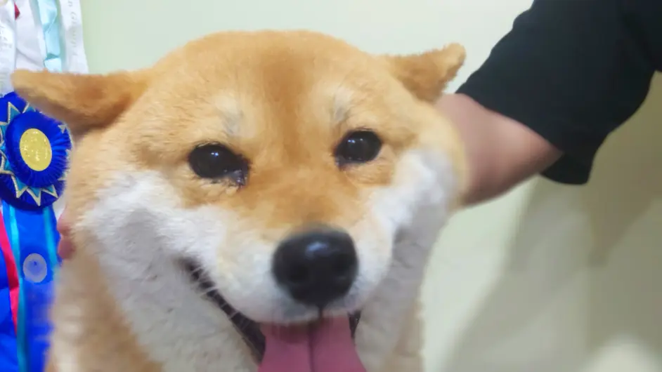 柴犬幼犬的正确饲养方法 幼犬从出生到六个月要注意饮食 哔哩哔哩