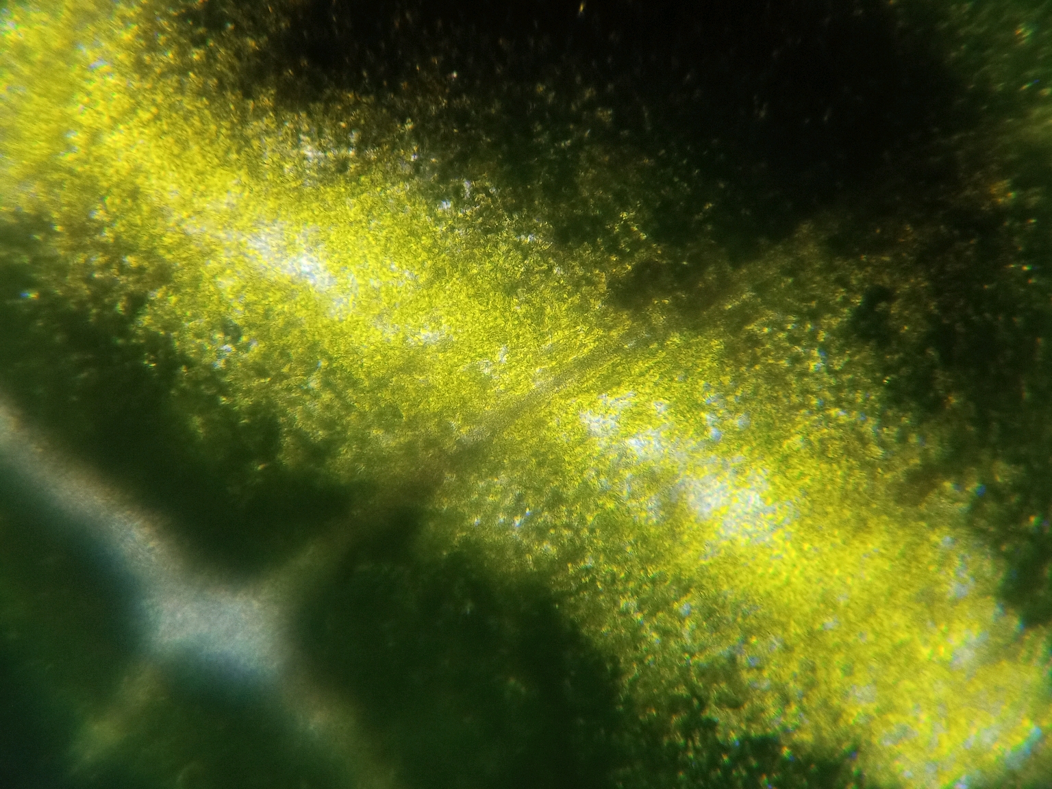 虫师中的光脉的实质是.