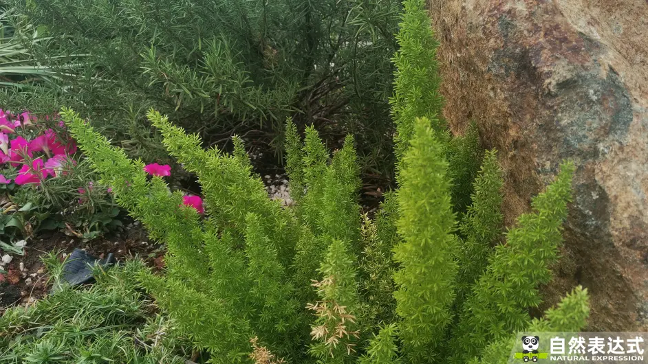 草本植物 狐尾天门冬 哔哩哔哩