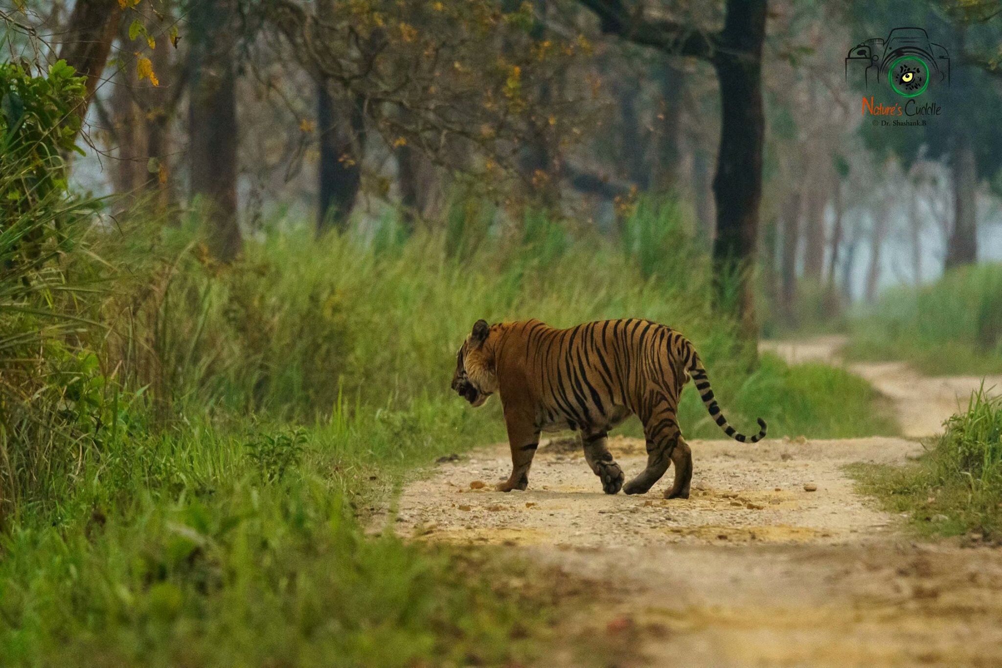 卡齐兰加虎王kzt085退位时间以及卡齐兰加新局势