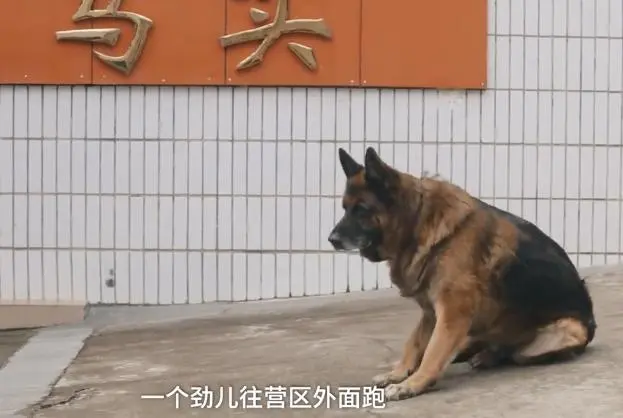 10年警犬退役 狗狗被尊称老班长 每次看到大家出动还想跟去工作 哔哩哔哩