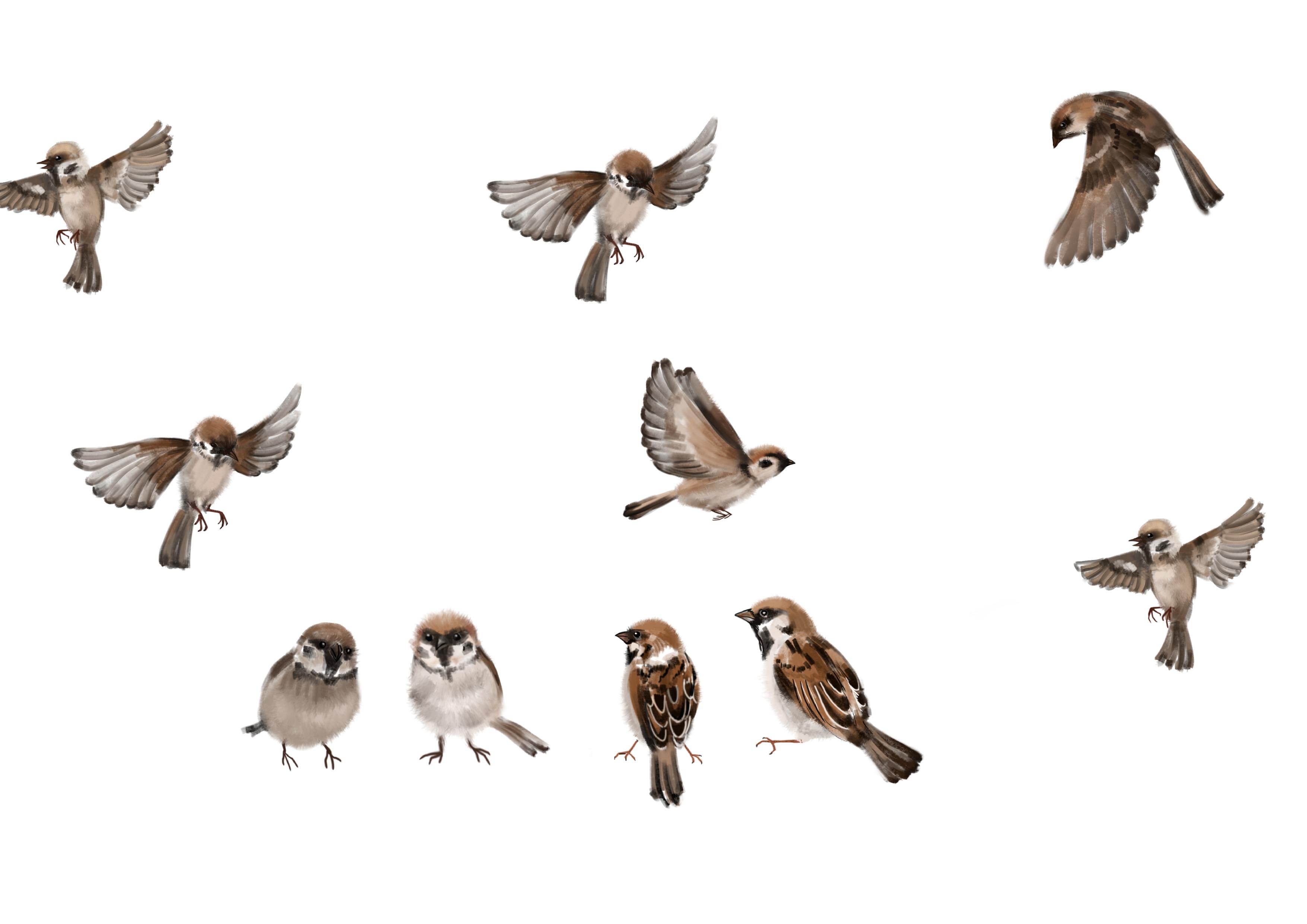 可爱卡通矢量麻雀鸟类图标元素图片素材-编号32244858-图行天下