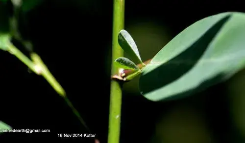 云南虫谷中的跳舞草原来真的存在