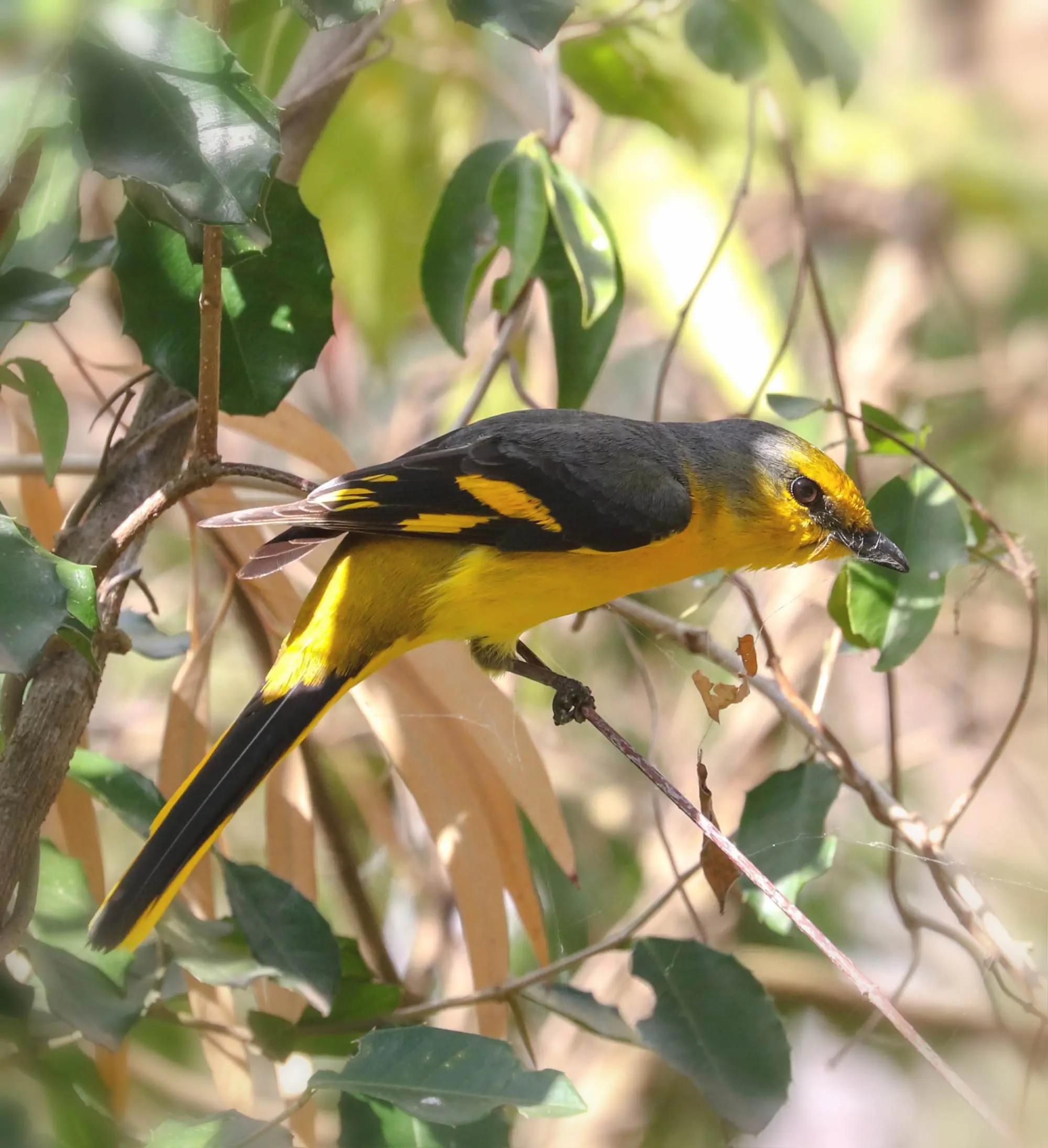 美丽的赤红山椒鸟