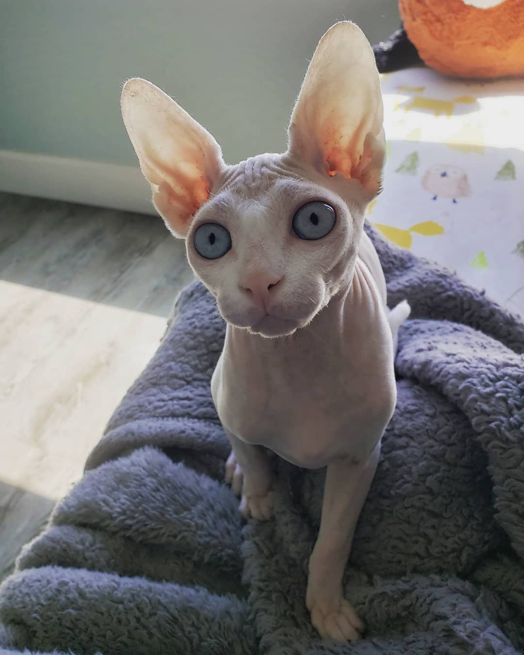 无毛猫真的是过敏体质者的福音吗?不一定,反而