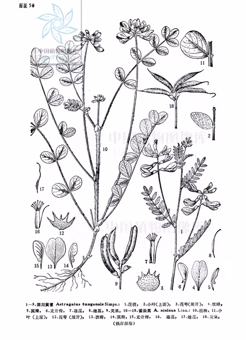 我们想知道那天所看见的花的名字|紫云英