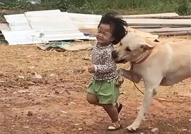 土狗和小主人赛跑 狗狗不慎把其踹倒后 爷爷竟笑着离开 哔哩哔哩