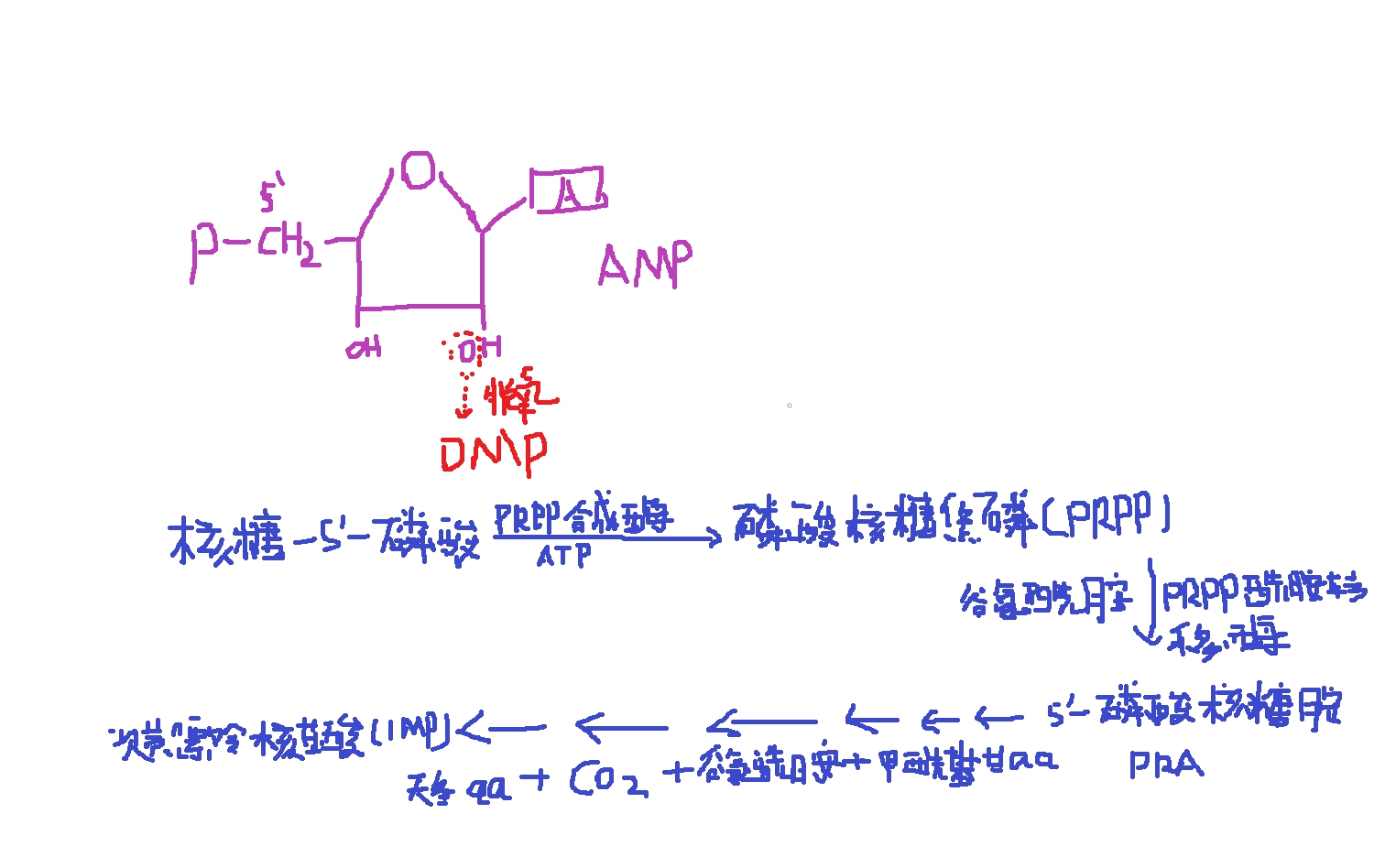 生物化学与分子生物学 - 哔哩哔哩