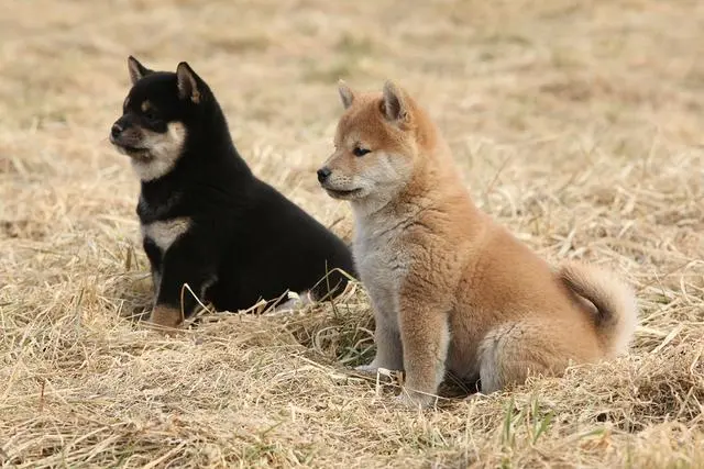 柴犬比中华田园犬高贵在哪 它也差点灭绝 但被日本人奉为国宝 哔哩哔哩