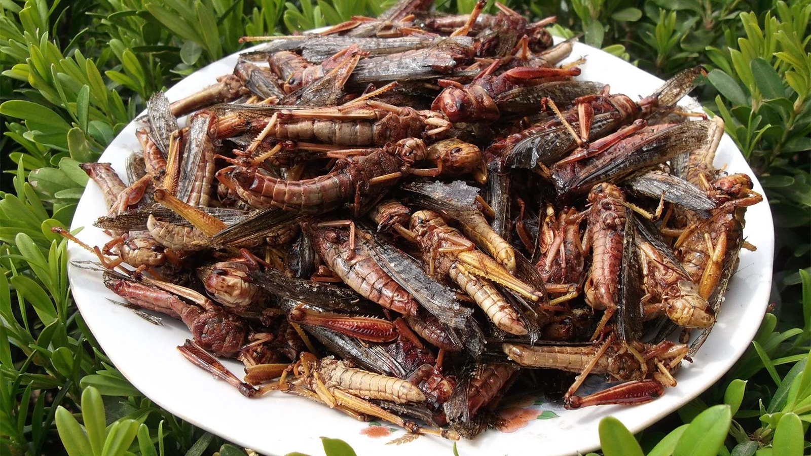 来云南旅游的朋友们知道云南八大怪是什么吗每一种都是云南民俗风情