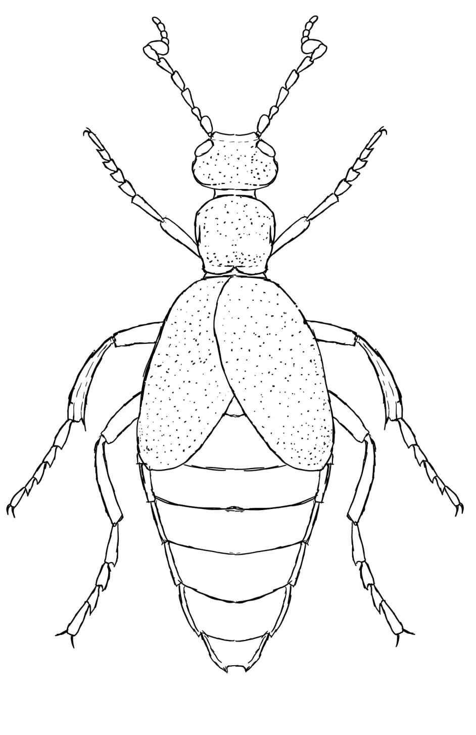 毒性最强的昆虫 芫菁科 拟天牛科 长颈虫科 哔哩哔哩