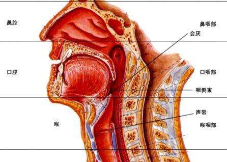 发声器官结构