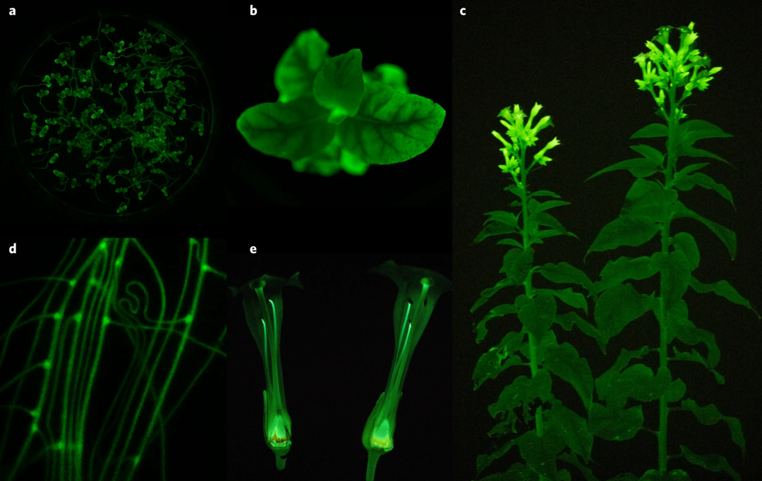 终于科学家把发光植物种了出来还登上了nature子刊