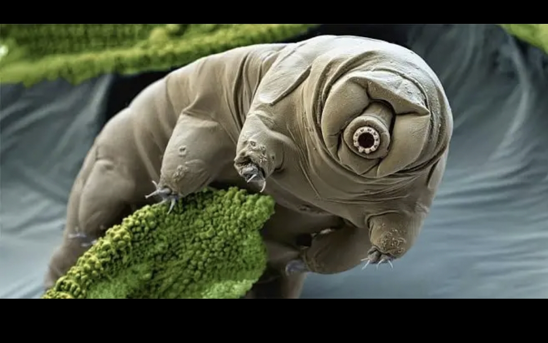 原因是它生活在水里,在显微镜下面观察水熊虫,这货