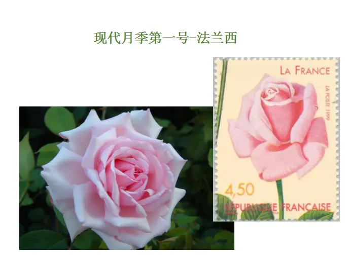 时间的玫瑰 讲述玫瑰 月季和蔷薇的前世今生 哔哩哔哩