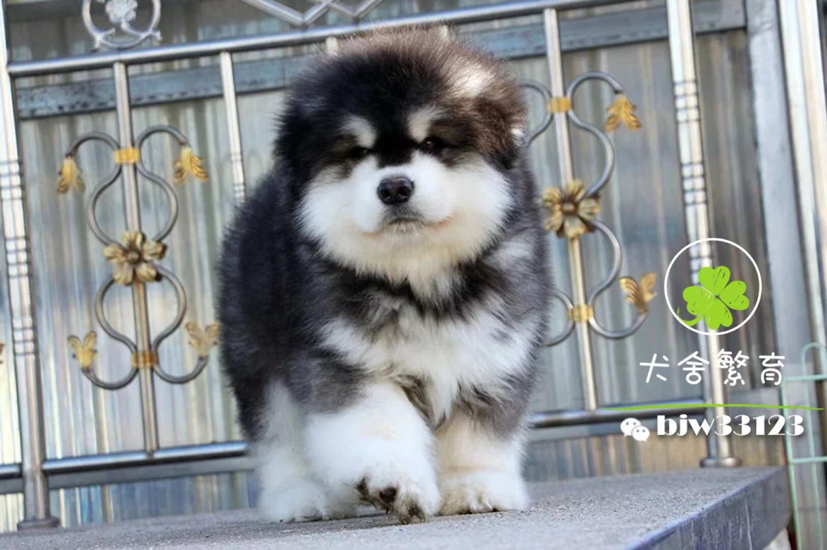 两个月的阿拉斯加犬好养吗