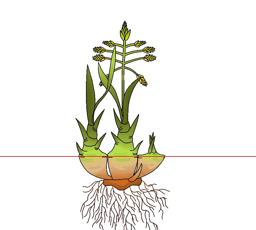 植物根茎叶画图片