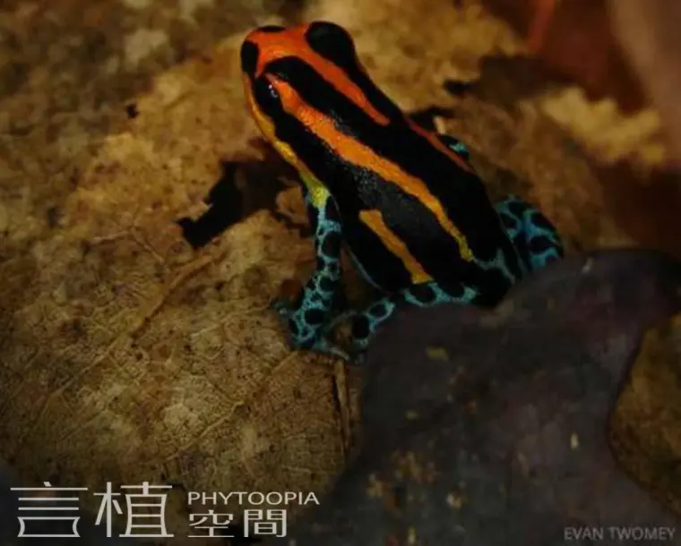 言植空间 动物科普 雨林动物 网纹箭毒蛙 拇指箭毒蛙 Ranitomeya 哔哩哔哩