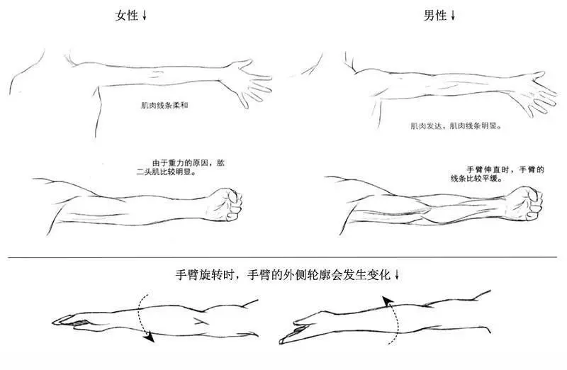 人物手臂怎么画 手臂的画法 二头肌 三角肌的结构位置 哔哩哔哩