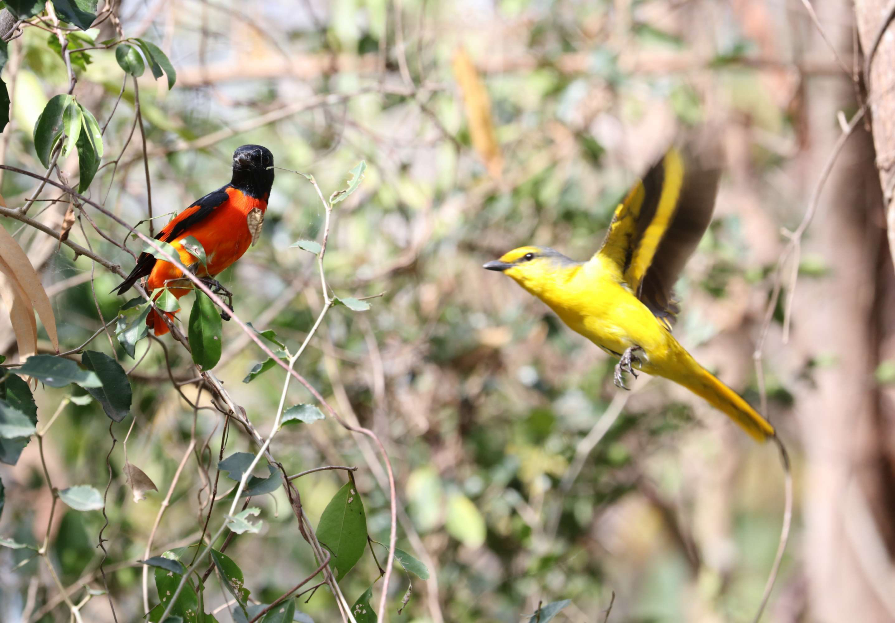 美丽的赤红山椒鸟 - 哔哩哔哩