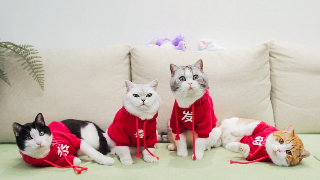 花花与三猫照片