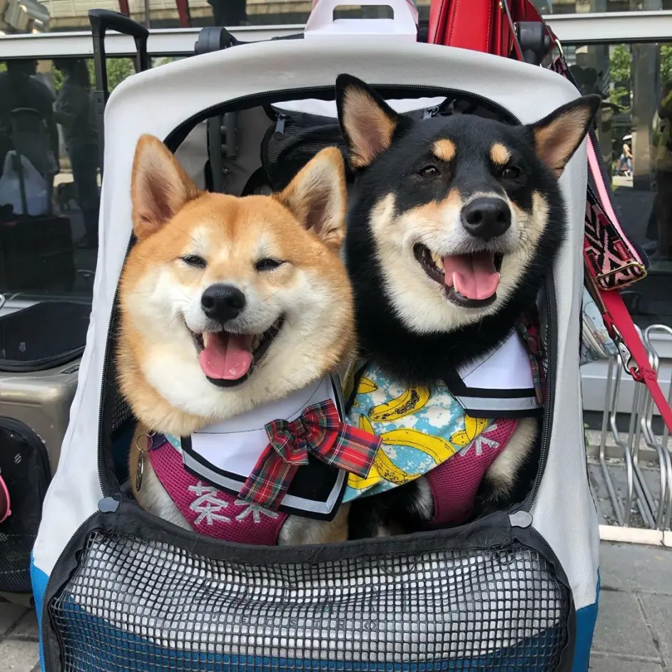 柴犬玩磨牙棒牙掉了怎么办 需要种牙吗 哔哩哔哩