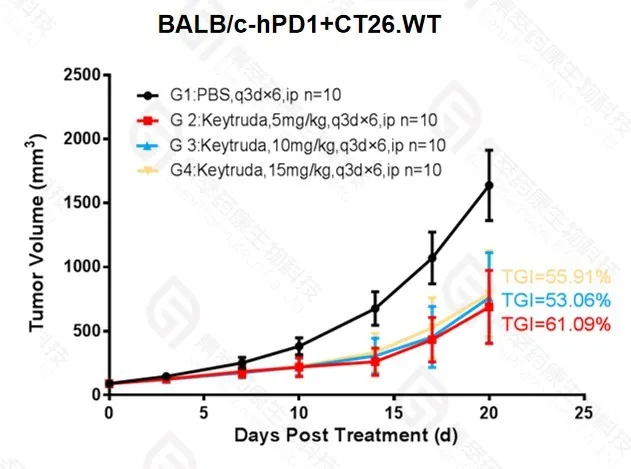 鼠库全书丨爱鼠要如何选择？BALB/c or C57BL/6？ - 哔哩哔哩