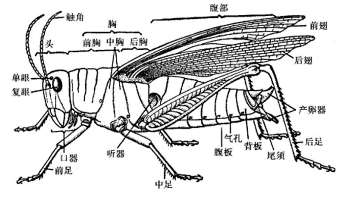 节肢动物门(上)