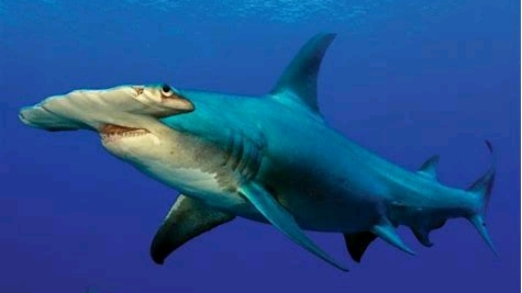 方舟生存进化自创生物 锤头鲨 哔哩哔哩