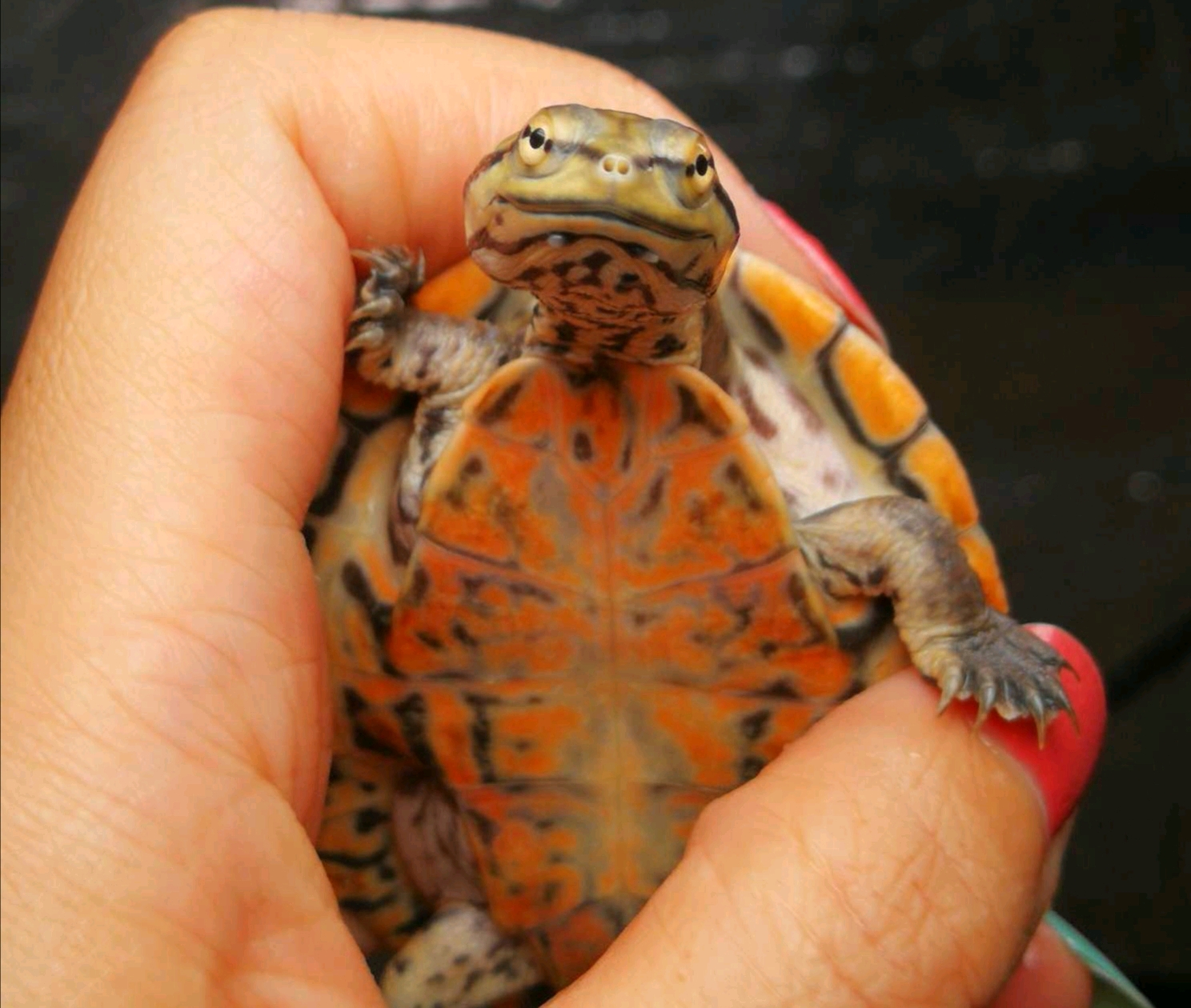 奇龟异谈【三】墨西哥泥龟 老虎泥 - 哔哩哔哩