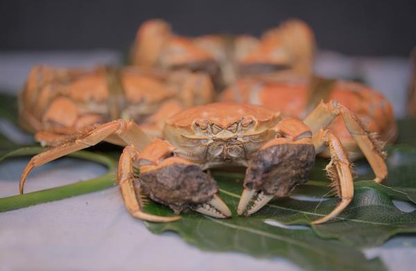 农业产品品江苏省固城湖蟹束阁大闸蟹肉质肥美鲜香可口