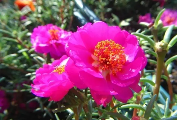 五月份会开放的花卉有哪些 哔哩哔哩