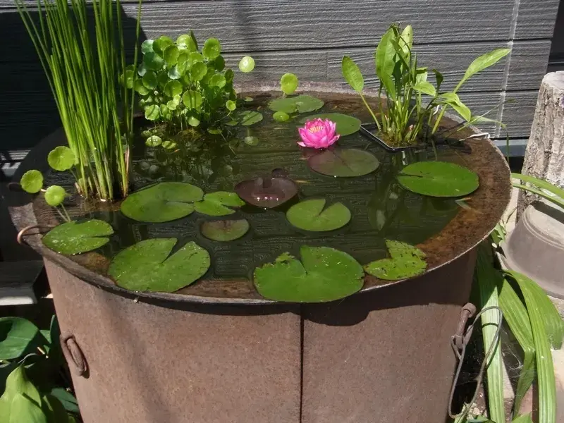 很适合养在室内的7大类水生植物 给适当光照 就能开出可爱小花 哔哩哔哩