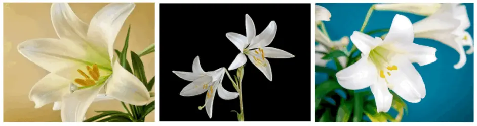 原神 背景考据 堇庭华彩 花影瑶庭考据 你认识这些花吗 哔哩哔哩 原神 背景考据 堇庭华彩 花影瑶庭考据 你认识这些花吗 哔哩哔哩