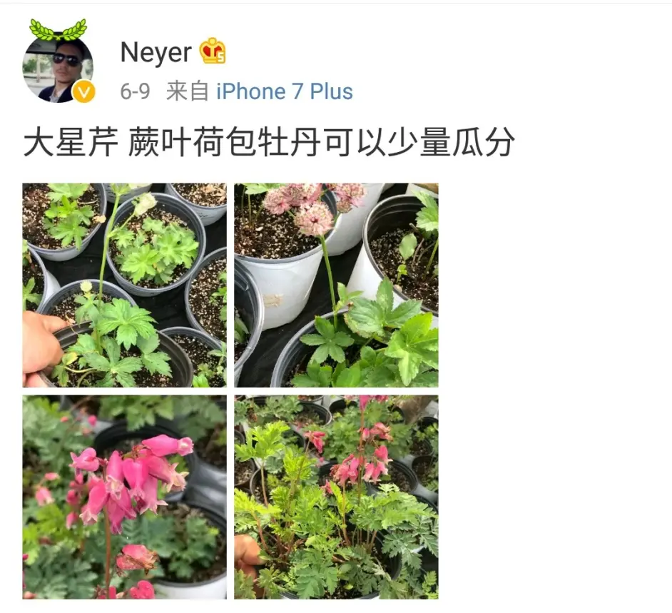 像星星一样的大星芹花 哔哩哔哩